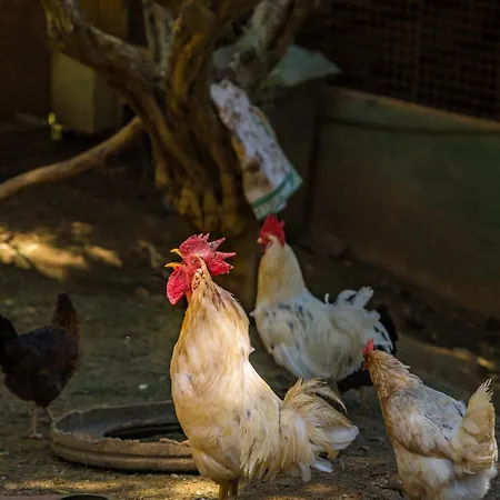 بيت ريفي Gullu Konaklari
