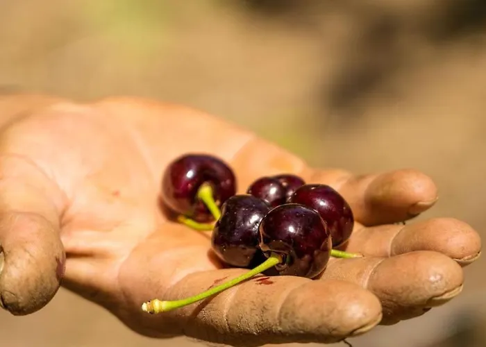 Gullu Konaklari 여관 3*