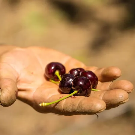 Gullu Konaklari Мини-отель 3*