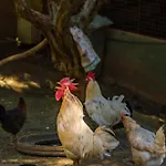 Inn Gullu Konaklari