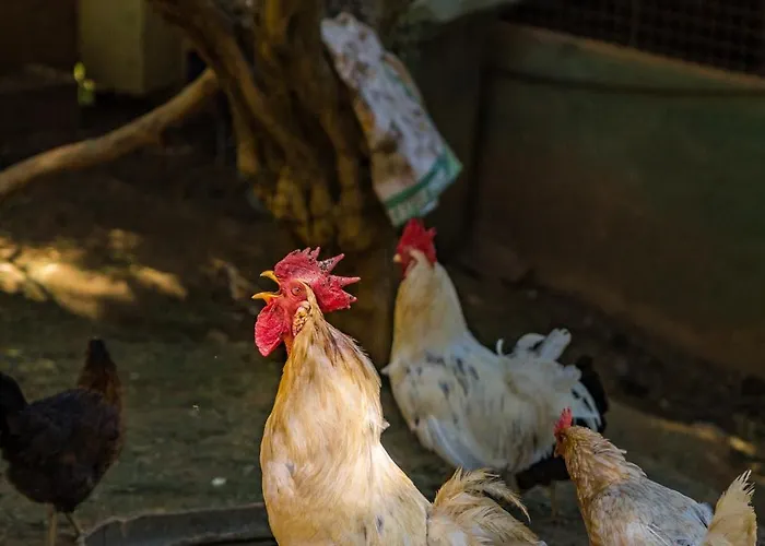 Zajazd Gullu Konaklari